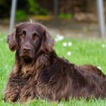 Ehrlichiosis canina