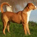 Pinscher austriaco