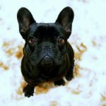 Cachorro bulldog frances