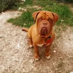 Dogo de Burdeos