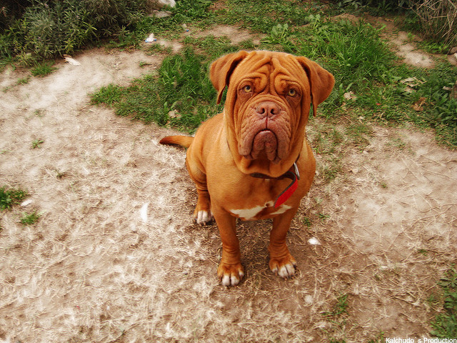 Cani Dogue de Bordeaux-Brachycephalus