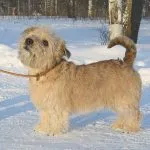 Glen-Imaal-Terrier
