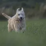 Irish Soft Coated Wheaten Terrier