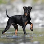Manchester Terrier
