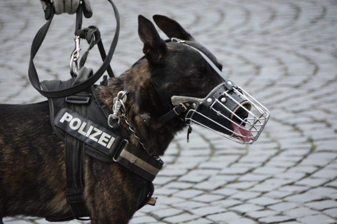 Razas-perros-policia-adopcion
