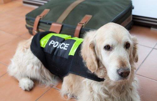 Razas-perros-policia