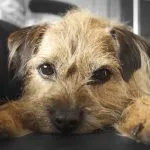 border-terrier