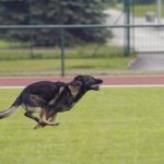 ¿En qué consiste un concurso canino?