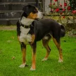 Gran Boyero Suizo