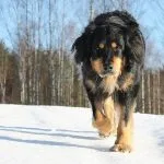 Hovawart