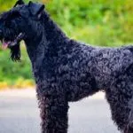 los terriers grandes y medianos