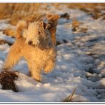 Lakeland terrier