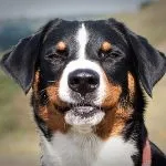 Appenzeller