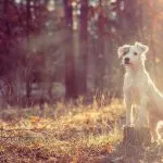 Parson-Russell-Terrier