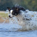 Perros detectores border collie