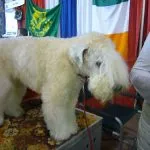Sealyham-terrier
