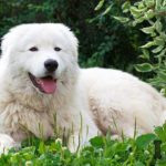 pastor-maremma