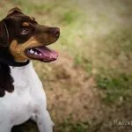 terrier-brasileiro