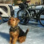 Terrier gales