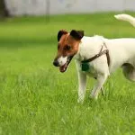 Fox Terrier de pelo liso