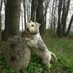 Cesky Terrier