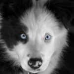 Colores perro
