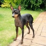 English Toy Terrier
