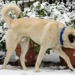 Kangal