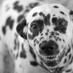 Risa canina