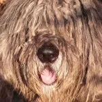 bergamasco