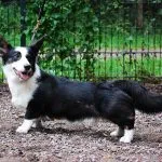corgi-gales