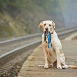 Identificador para perros