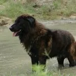 Cão da Serra da Estrela