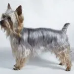 Silky australian terrier