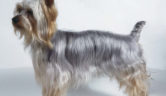 Silky australian terrier