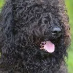 Barbet o Perro de aguas francés