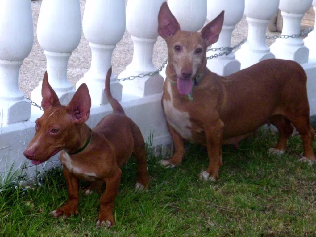Pareja de perros Maneto, alegres y juguetones