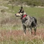Perro leones de pastor
