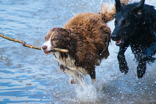 Perros con elevados niveles de actividad corriendo.