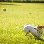 Mejores piensos sin extrusionar para tu perro