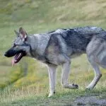 Perro lobo de Saarloos