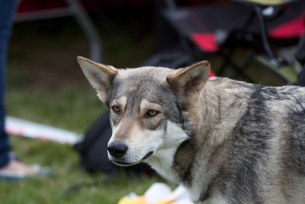Perro lobo de Saarloos – TopperCan
