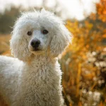 Guía del perro caniche