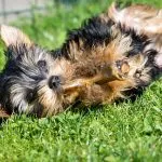 Los mejores piensos húmedos para perros