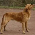 Perro que necesita pienso para aumentar de peso