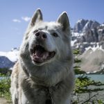 Piensos ecológicos para perros