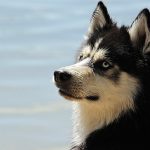Perros que necesitan piensos sin gluten
