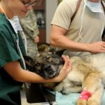 Mejores piensos veterinarios