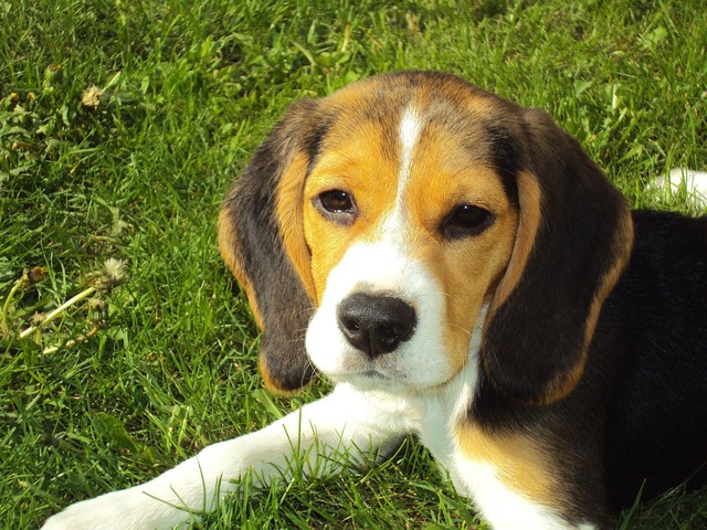 Perrete Beagle a quién va dirigido Royal Canin Beagle