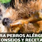 Comida casera para perros alérgicos.